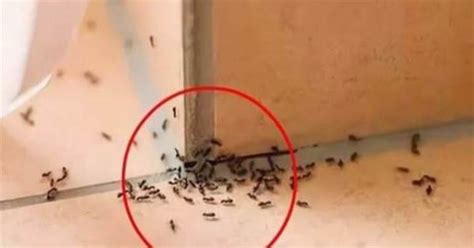 家裡出現大量螞蟻 解元意思